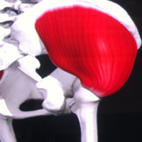 gluteus medius with Akash