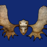 Moose antlers