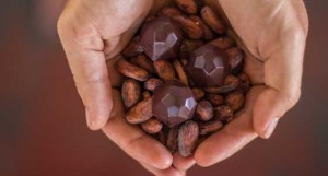 Hands with cocoa beans and bon-bons