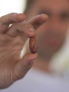 David holding up a cocoa bean