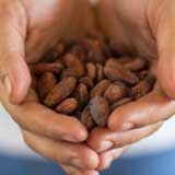 Hands full of cocoa beans