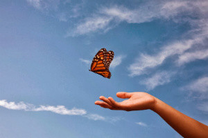Butterfly flying from a hand